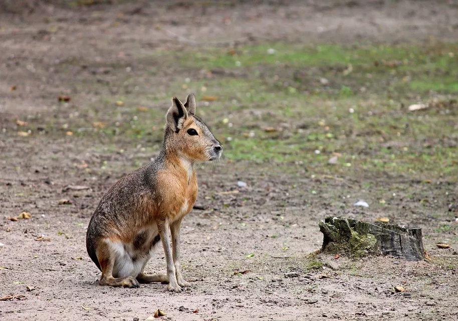 动物界一生一夫一妻制的动物,坚守一夫一妻