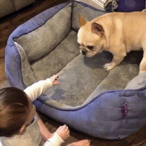 狗子被主人吓尿怎么办,狗子偷吃猪手被发现