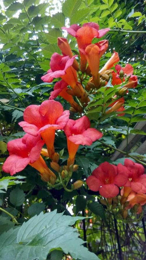 院子花架最适合的花,花架子摆什么绿植好看