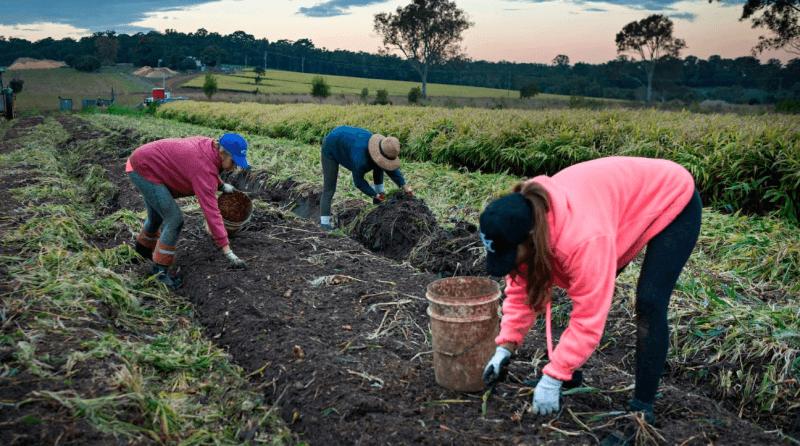 澳洲打工的骗局纪录片,澳洲农场打工真实现状