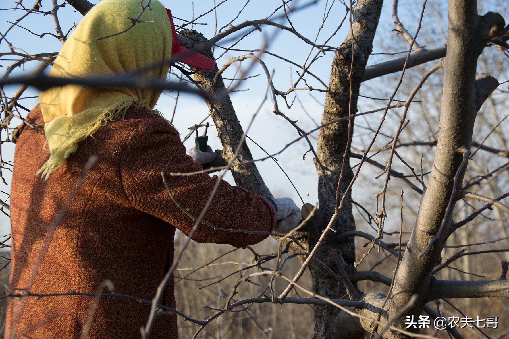 苹果树蛀心虫有几种,黄皮果树树心有虫子怎么消除