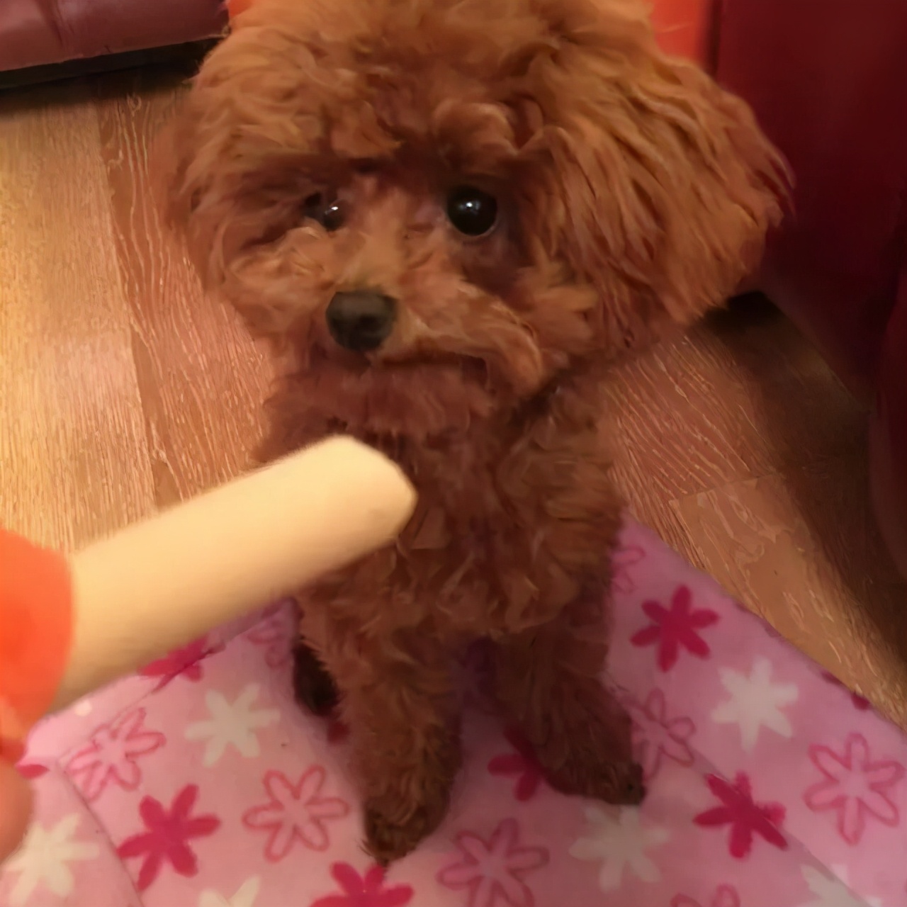 很好养不爱叫的小型犬,不吵不闹的小型犬有哪些