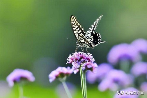 孩子看见一些昆虫害怕是怎么回事,孩子怕昆虫最好的方法