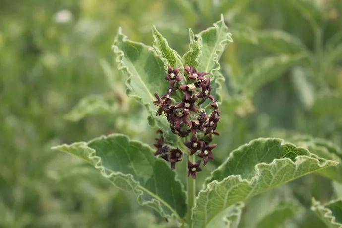 冬天常见中药植物图片及功效,花期长的草本植物图片