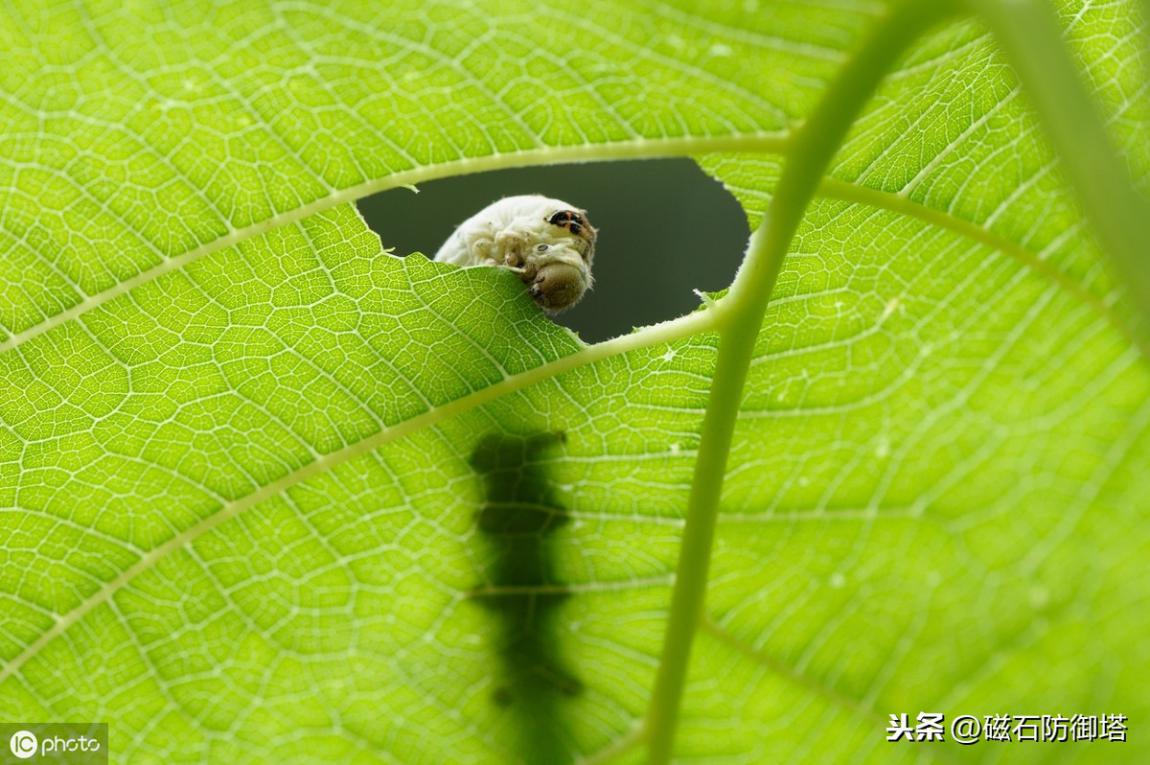 神奇的蚕宝宝的起源,神奇动物之布利多之谜