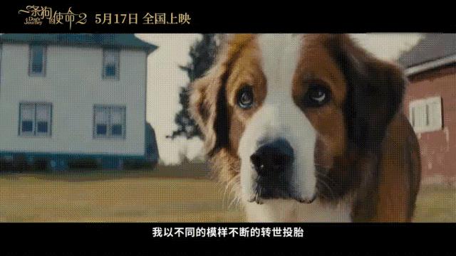 狗狗的第二次重生怎样取名字,狗狗轮回的一生