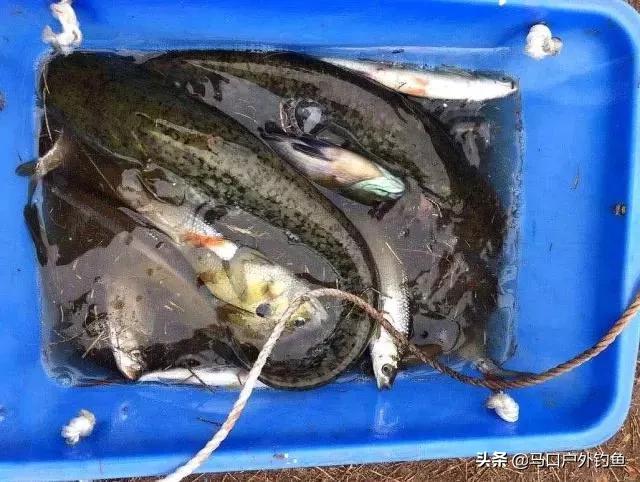 钓鱼怎么调饵料容易上鱼,鱼不吃钩的技巧