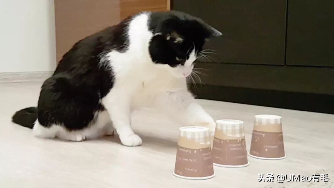 猫咪猜杯子游戏第三关,猫猜杯子游戏