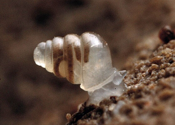 大千世界追寻神秘生物,大千世界昆虫