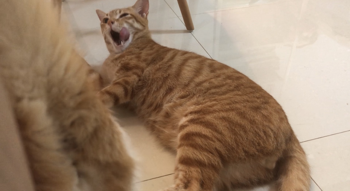 猫慢性肝炎早期几乎不能发觉，判断和预防猫慢性肝炎，应该这么做