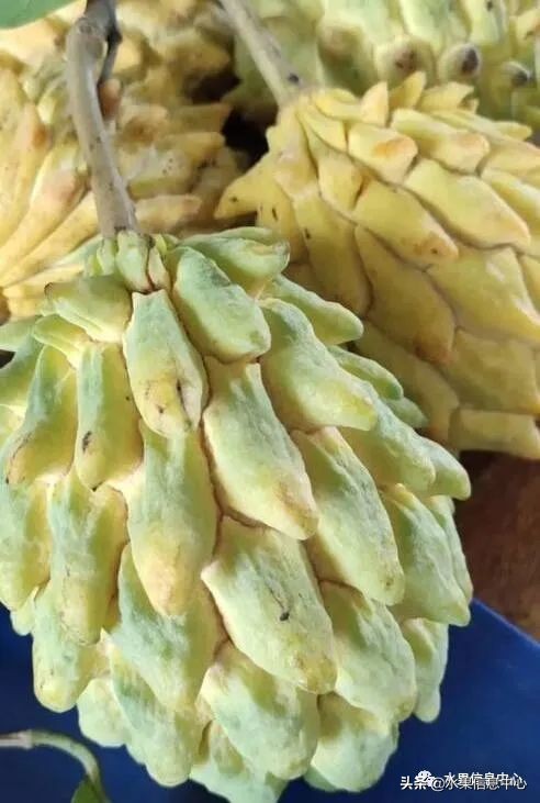 目前释迦最好的品种,粉色释迦