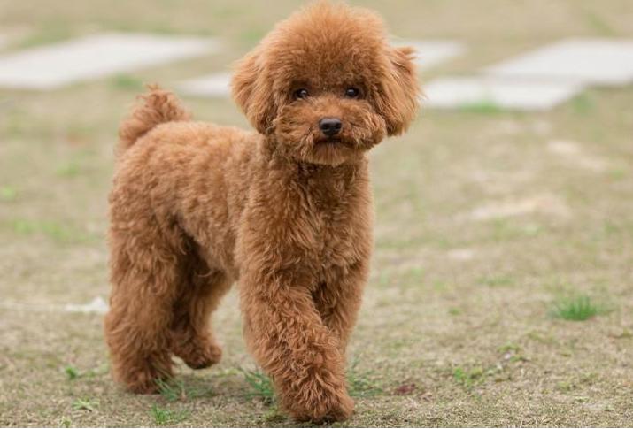 给犬断尾方法的优缺点,给泰迪断尾有必要吗