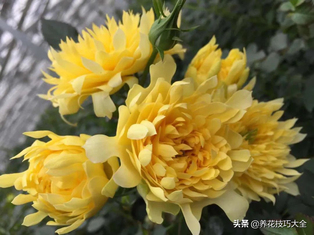 四季开花的月季又香又好养有几种,最漂亮10种盆栽月季