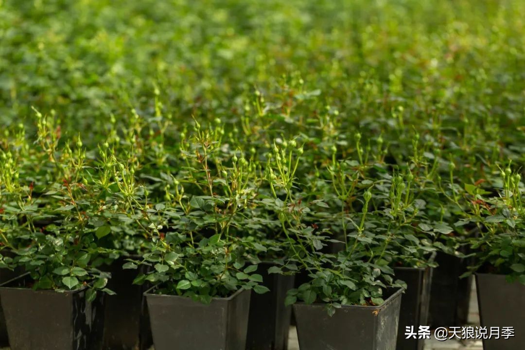 天狼说月季的盲枝,早春月季盲枝没花苞怎么办