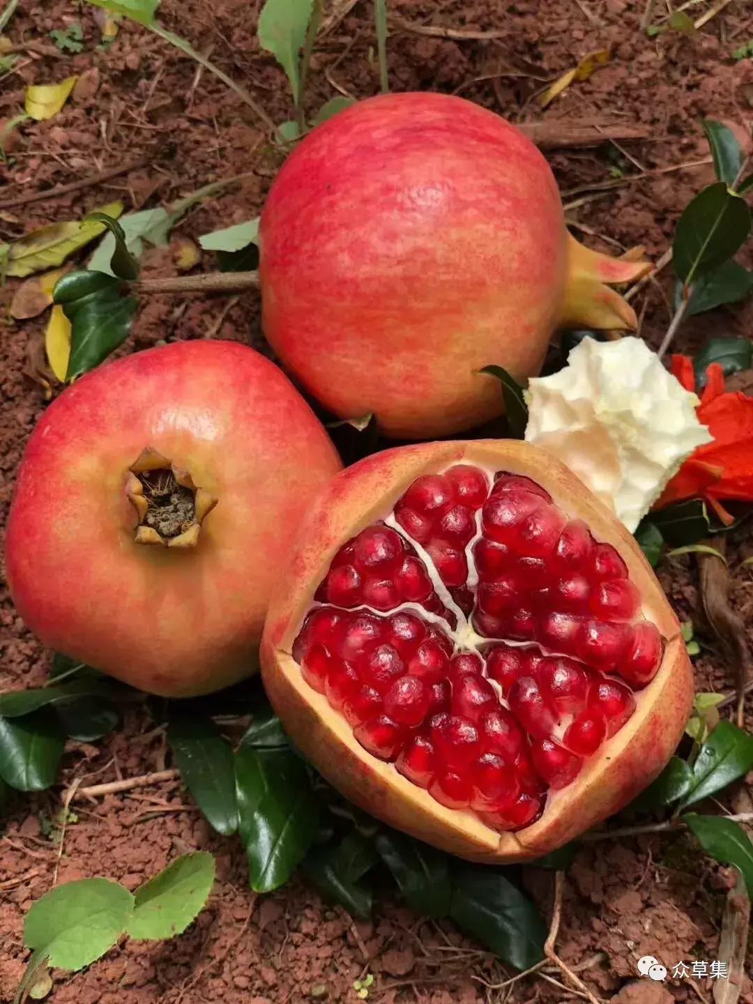 突尼斯软籽石榴可以不用吐籽吗,突尼斯软籽石榴吐籽
