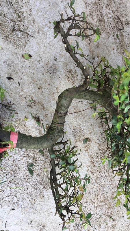 苹果盆景修剪技巧图解,新手也能学会的修剪盆景技巧