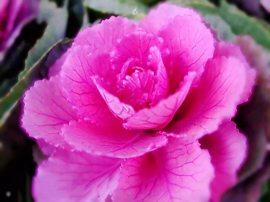 羽衣甘蓝开花图,好看的羽衣甘蓝