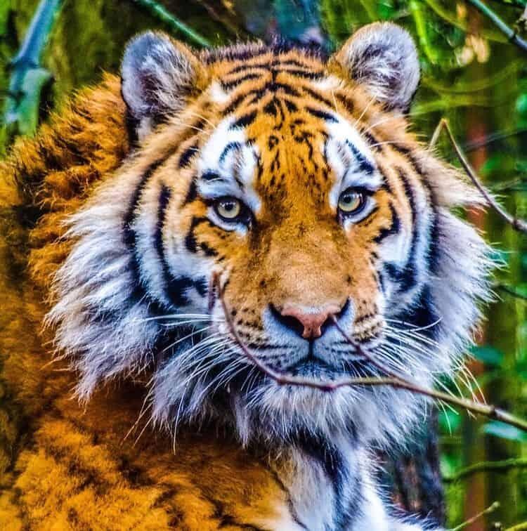 老虎完达山1号是圈养的吗,完达山1号属于壮年虎吗