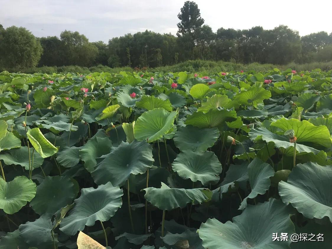 缇庣殑浠や汉閬愭兂,缇庣殑鎯婅壋缇庣殑闇囨捈