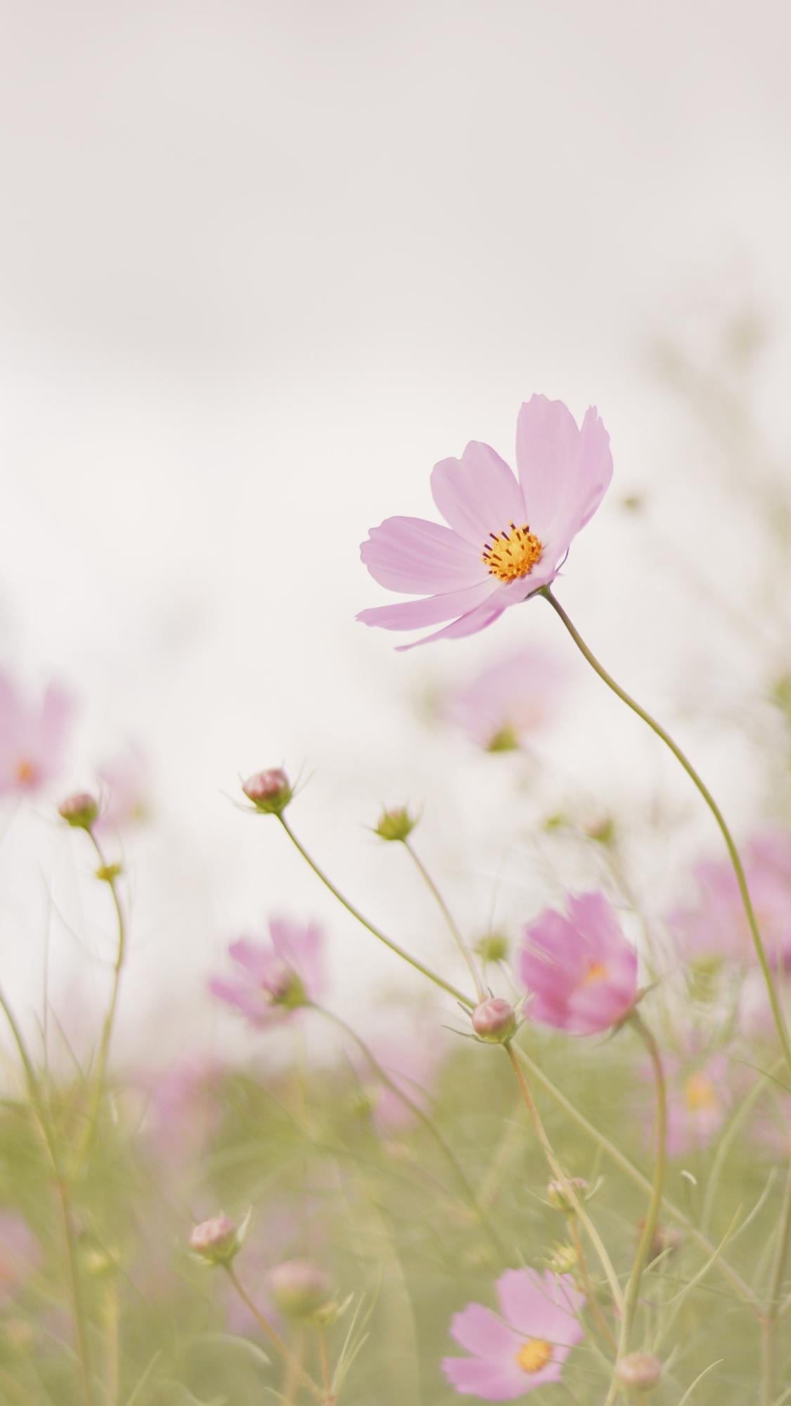便是人间好时节壁纸,良辰美景好时光手机壁纸