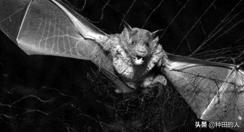 家里飞来一只蝙蝠什么意思,如果家里飞来一只蝙蝠怎么办