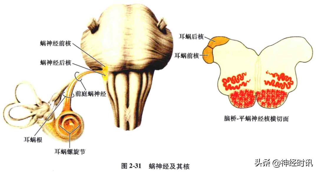 神经系统疾病定位诊断图解,神经系统定位定性诊断视频