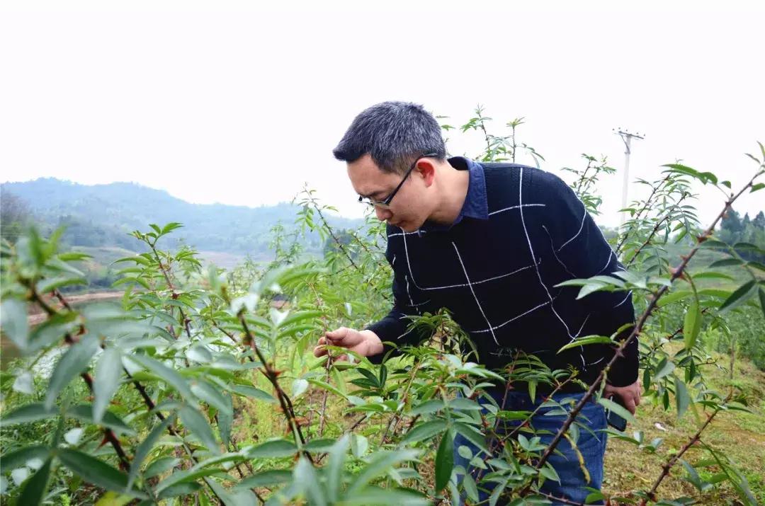 无人机产业助推农业,无人机致富商机