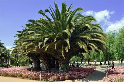 铁树怎么养护和浇水,铁树怎么养才能更旺盛