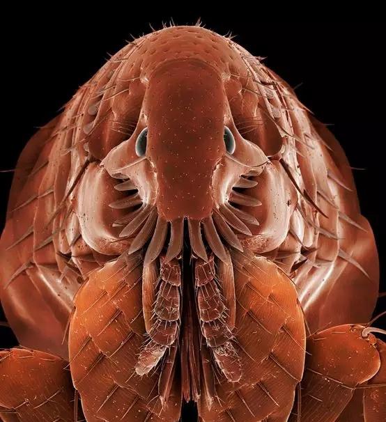 改变历史的跳蚤,微小却让人颤栗