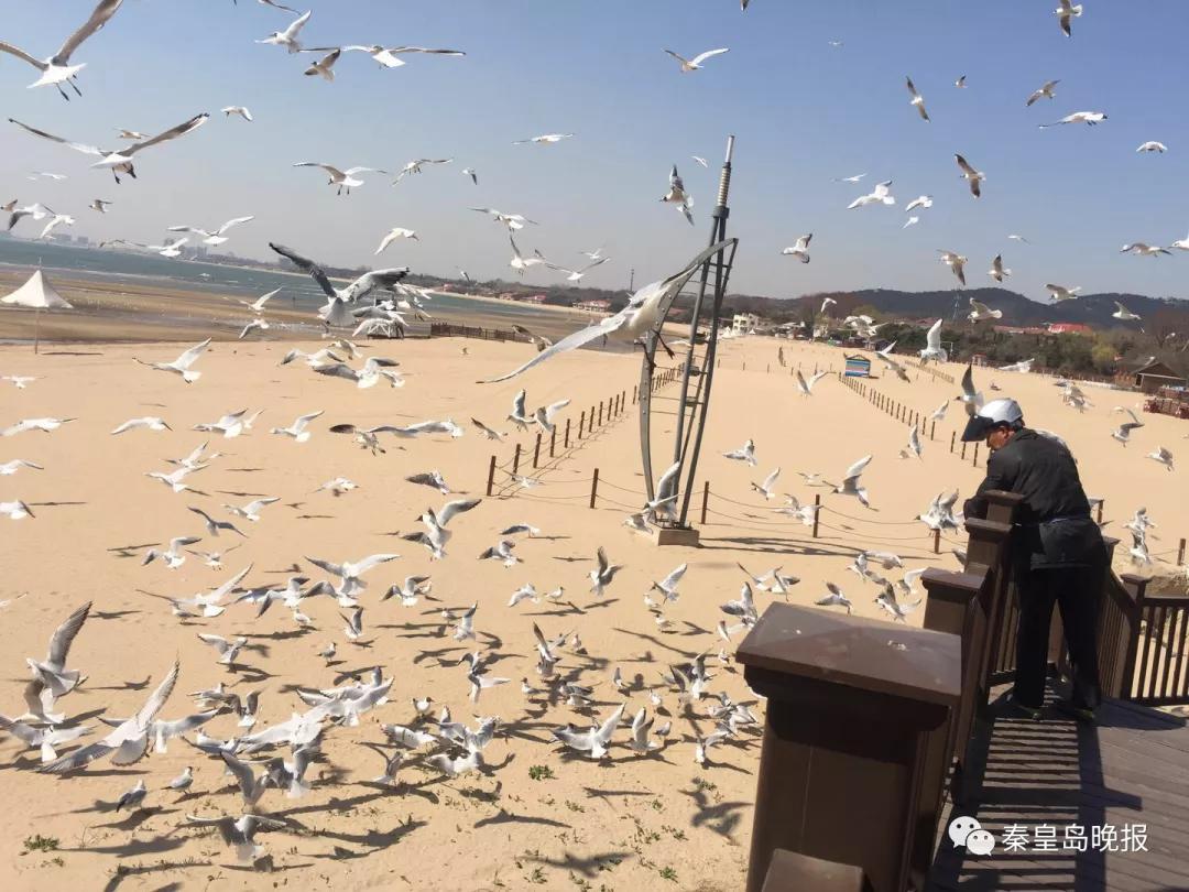 新秦皇岛人系列报道之异地养老者鲍真龙：鸥鸟相伴，乐享闲适生活