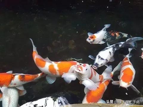 锦鲤和锦鲫的鱼病防治,如何治疗锦鲤尾巴长白疙瘩