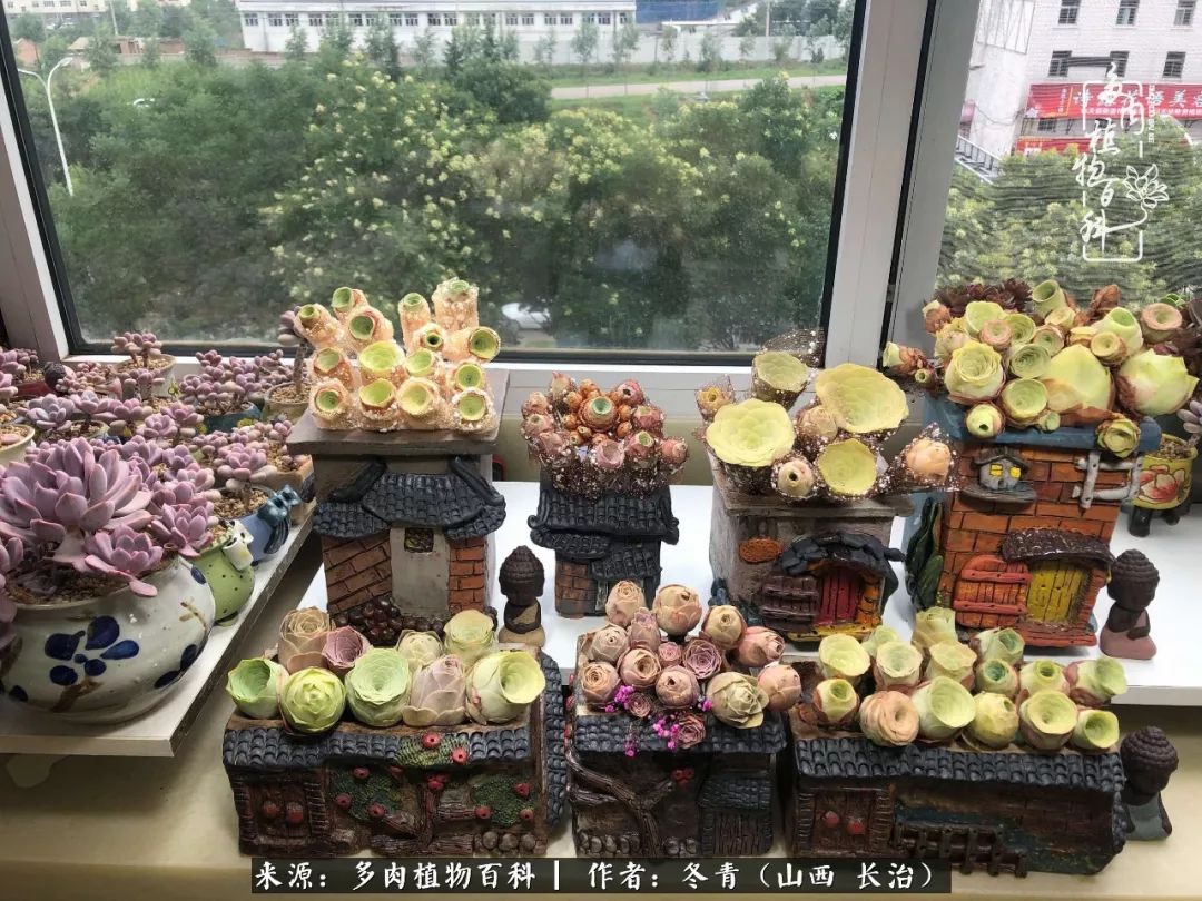 阳台养多肉徒长怎么办,阳台养多肉养殖方法和注意事项