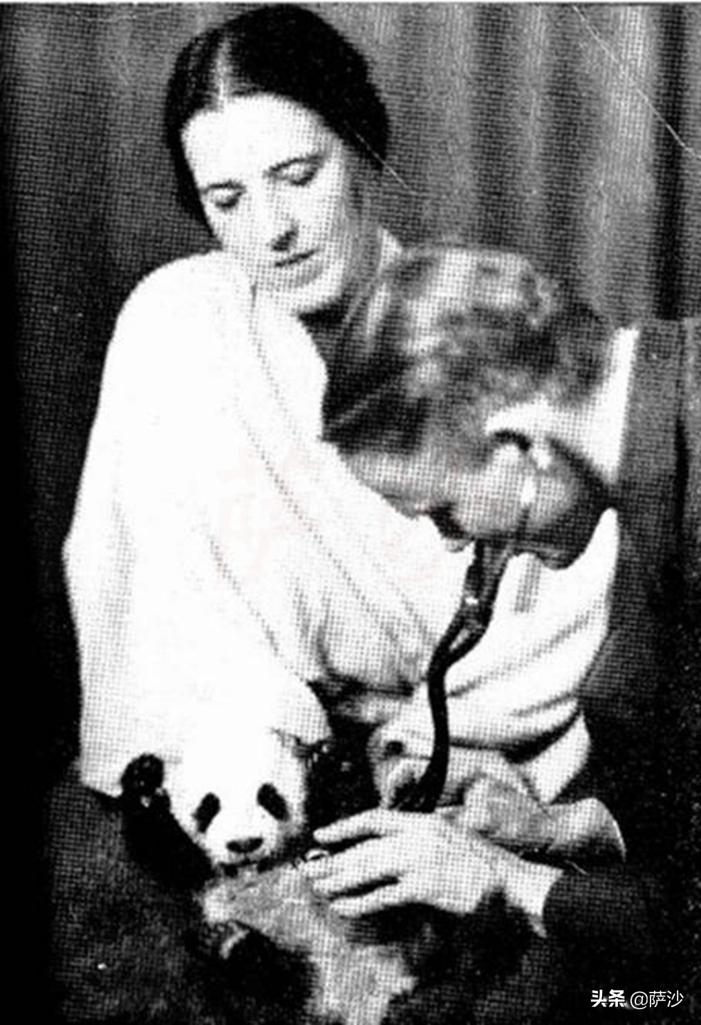 熊猫是如何被发现的英文版,熊猫是哪一年被人类发现的