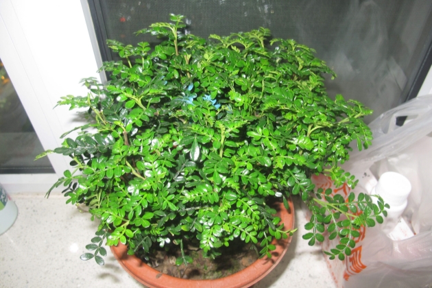 清香木掉叶子怎么补救,清香木掉叶子了怎么办呢