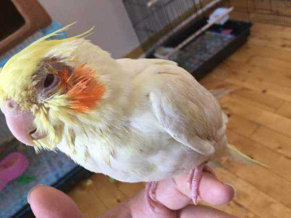 鹦鹉的七个求救信号,鹦鹉生病了有什么反应和症状