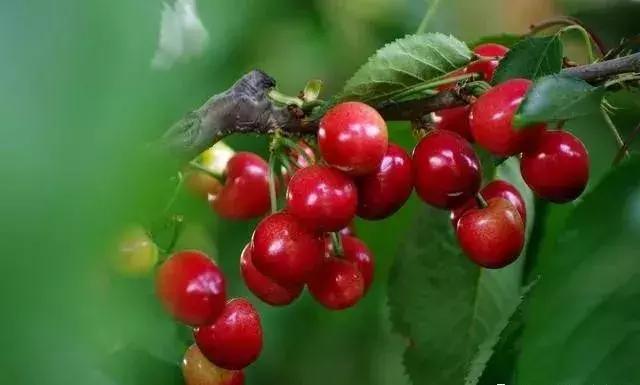 果树裂果的秘密早懂早预防,樱桃裂果的原因
