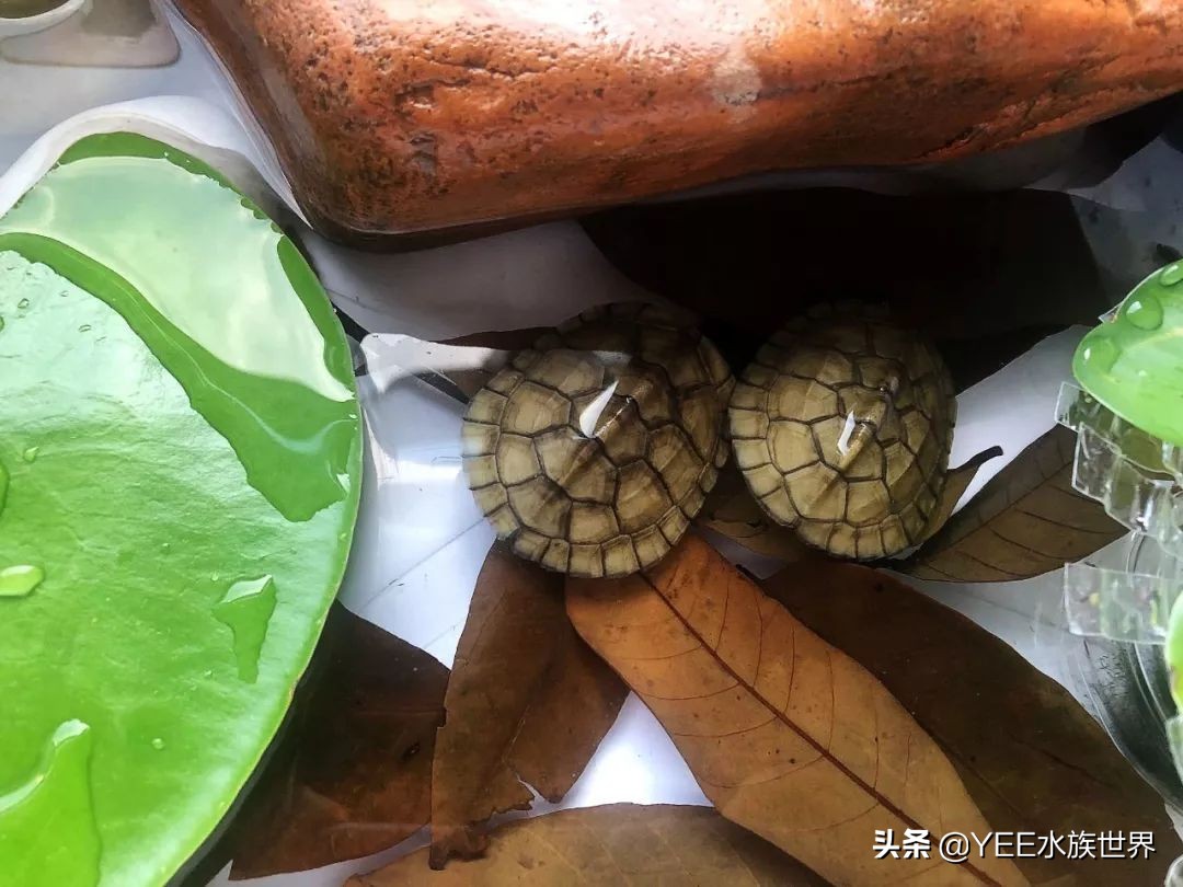 不冬眠的乌龟是什么品种,不冬眠的乌龟怎样过冬