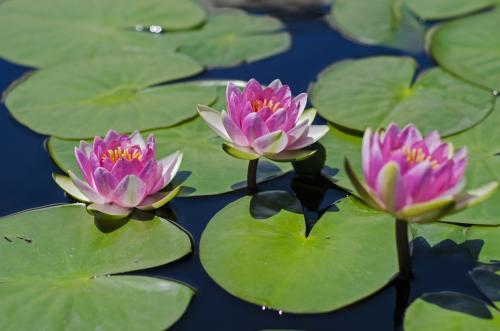 适合懒人养的喜阴的四季花,春夏秋冬特别适合养的养不死的花