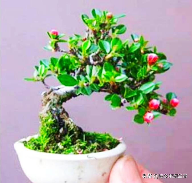 三十多年经验教你制作掌上树桩盆景，形态小巧，造型玲珑别致