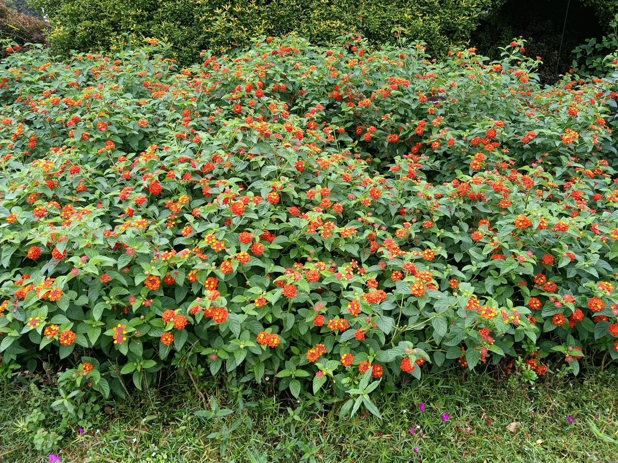 绿化带常见植物名称及图片,100种绿化带或路边常见的花草