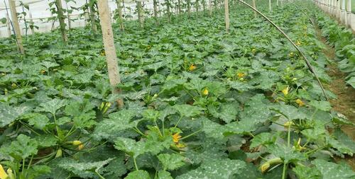 西葫芦要防治什么病,冬季露天西葫芦病虫害防治办法