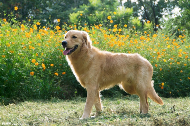 金毛经期饮食,金毛经期有多长