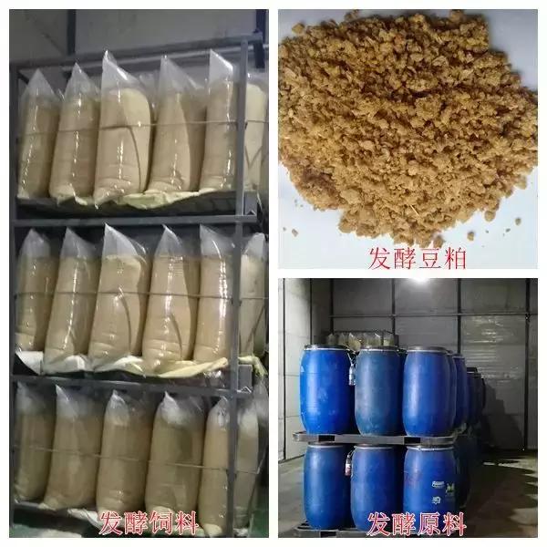 高效母猪料,中国高端母猪料
