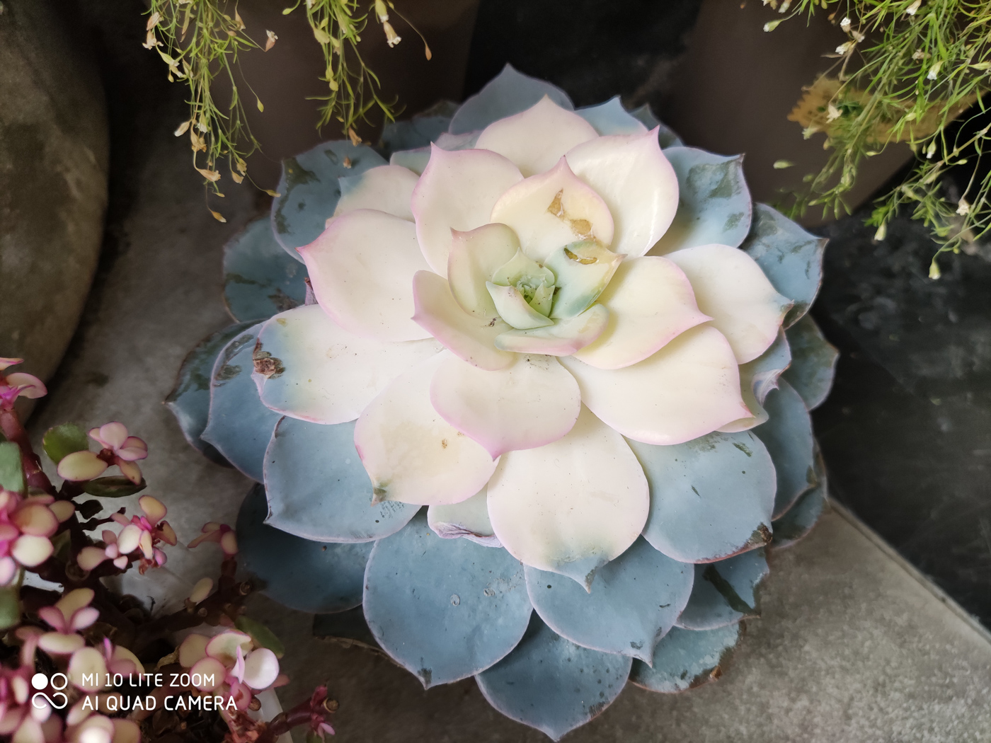 小米10青春版详细测评,小米10青春版测评刺激战场