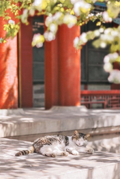 宫猫图鉴在哪儿,宫猫图鉴个人主页