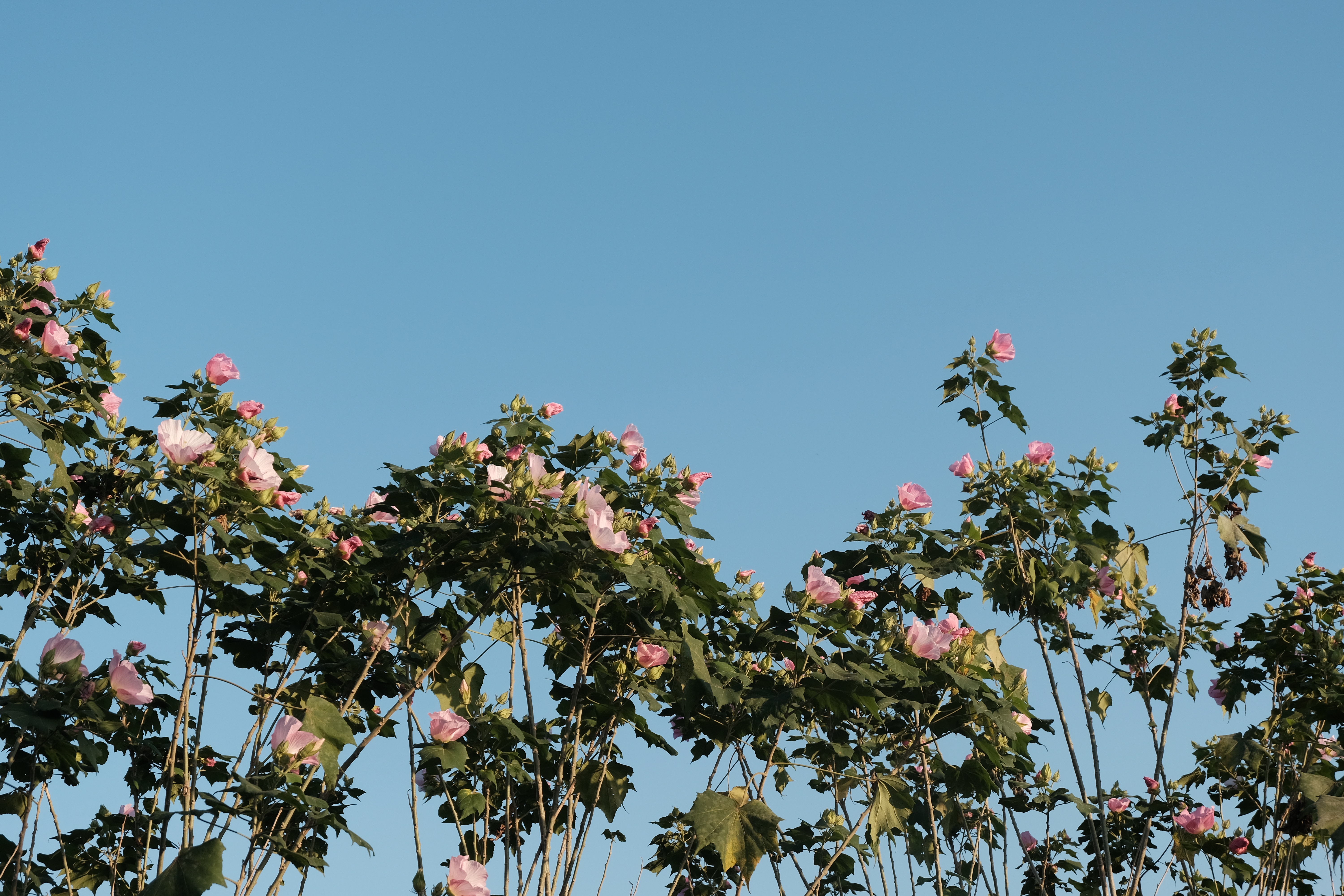 深圳积分入户2024最新政策解读,深圳2020非全日制本科积分入户