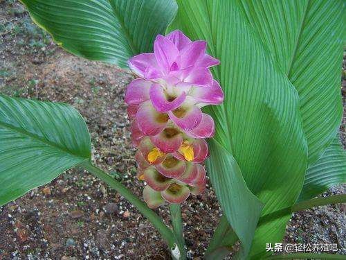 预防鸡呼吸道的中草药,荨麻草治皮肤疾病怎么用