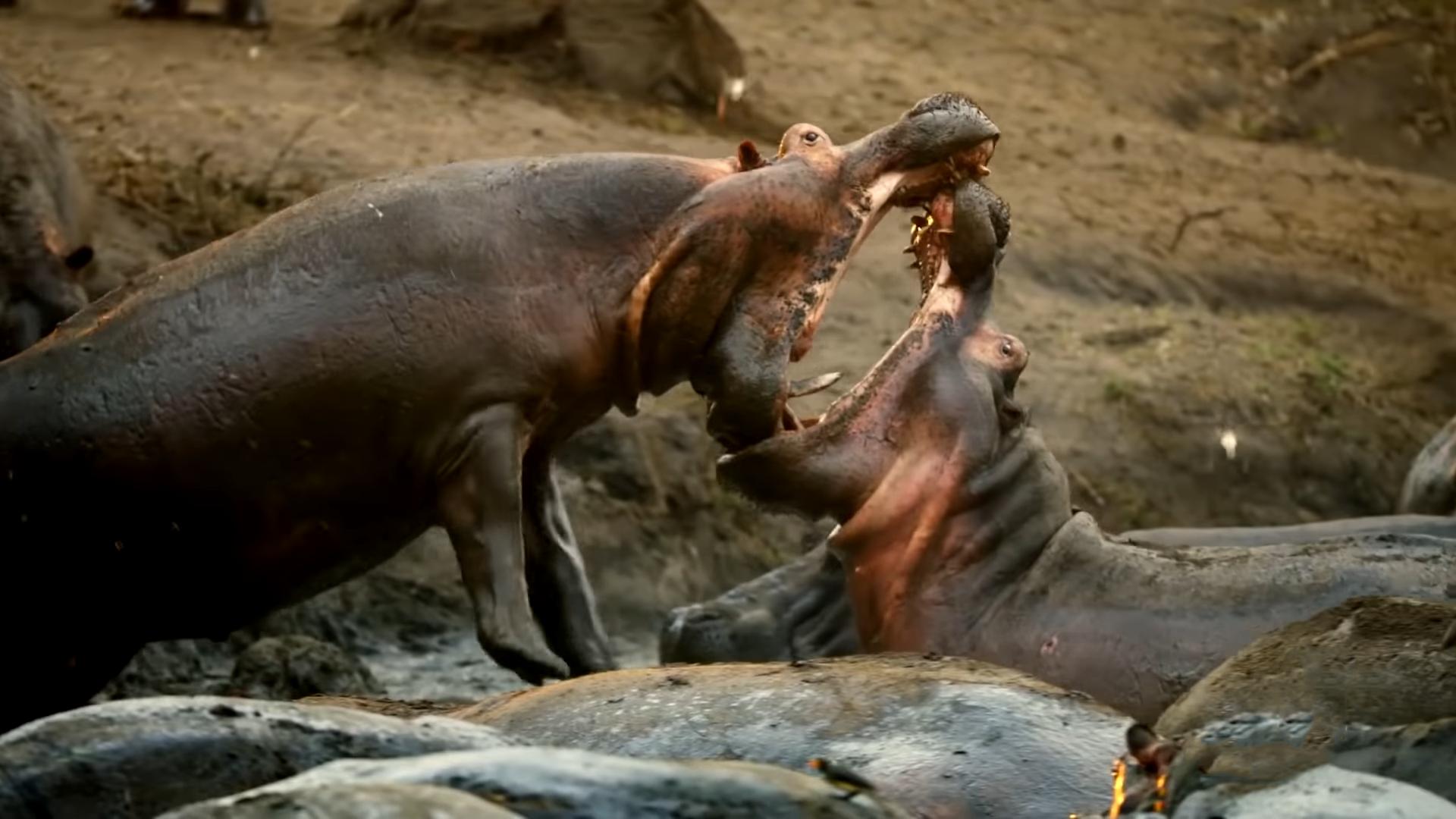 河马攻击河马吗,河马为什么会怕鳄鱼