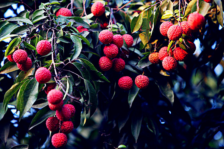 冰冻冬天可以吃的水果,最适合冻起来吃的几款水果