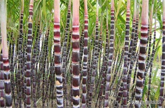甘蔗种植技术及管理方法,2.5米行距甘蔗种植产量如何